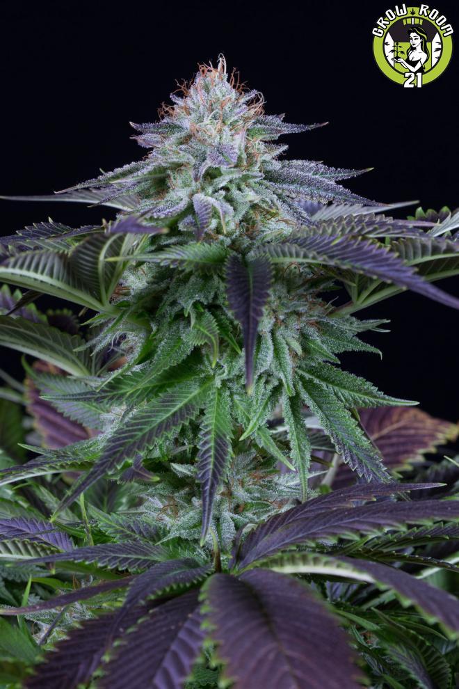 Bild von Dinamed Kush CBD Autoflowering