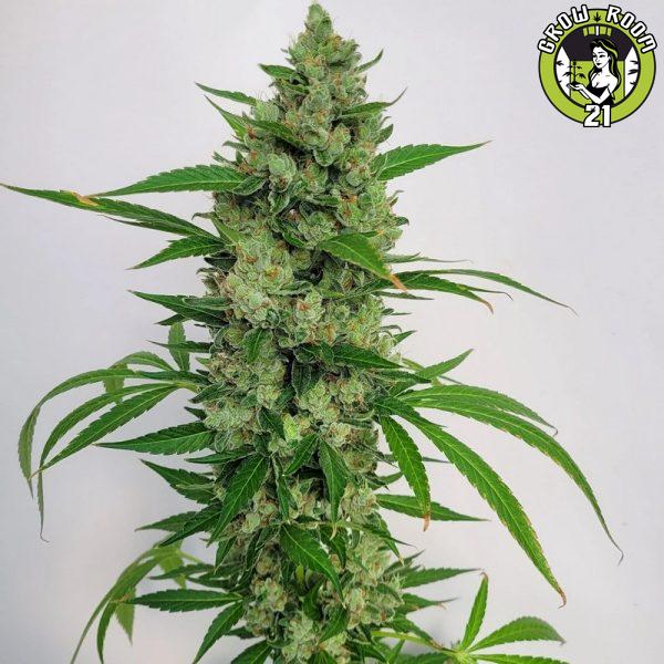 Bild von East Coast Sour Skunkdog