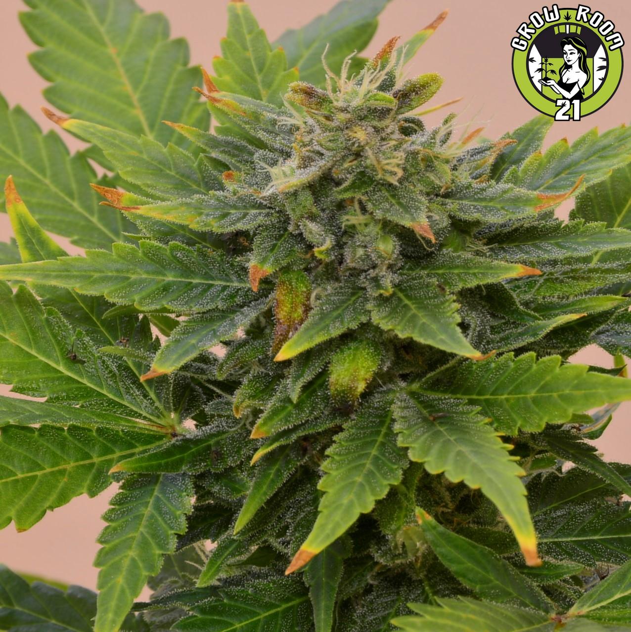 Bild von Haze Hell OG