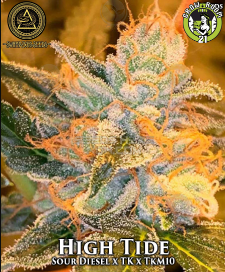 Bild von High Tide
