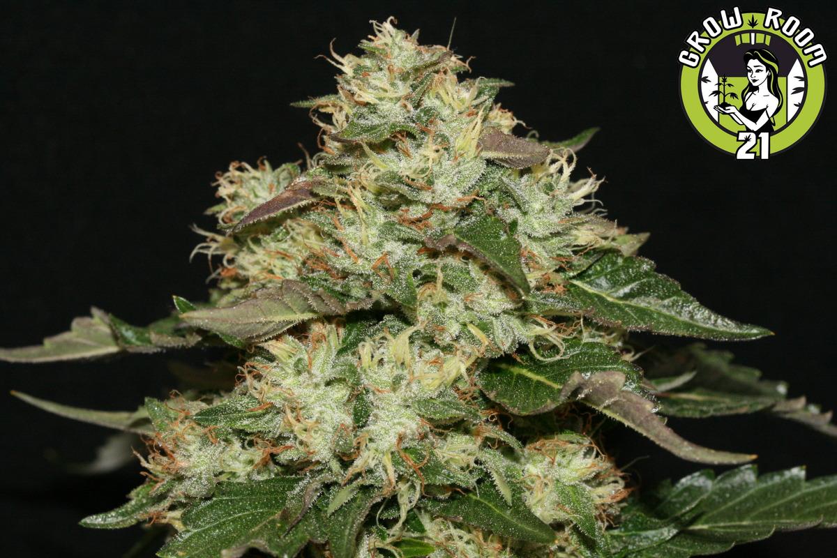 Bild von OG.Kush-LemonLarry 