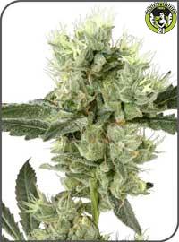 Bild von White Haze