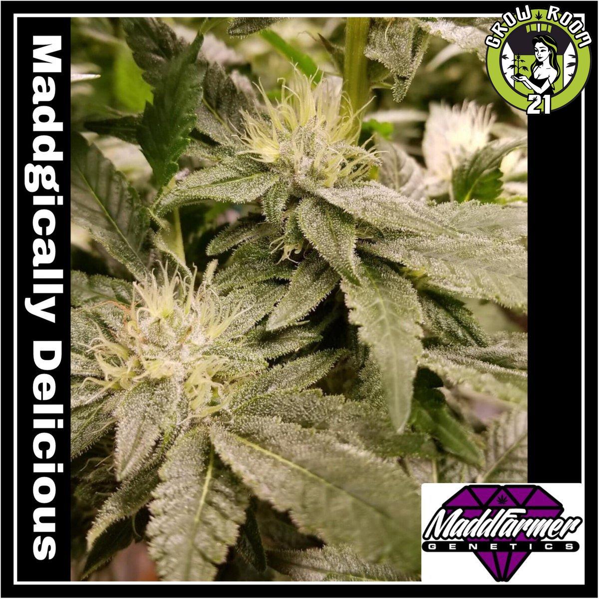 Bild von Maddgically Delicious