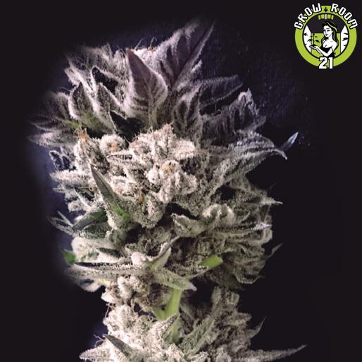 Bild von Petro Dollar OG