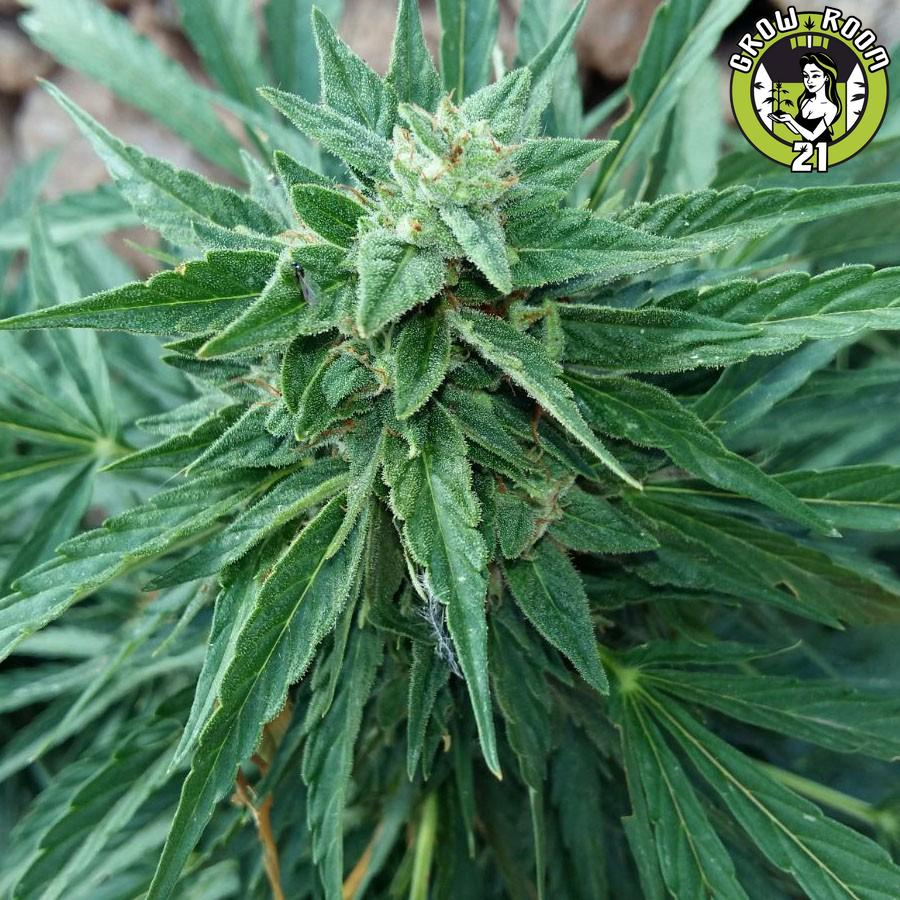 Bild von Piensa En Somango Auto