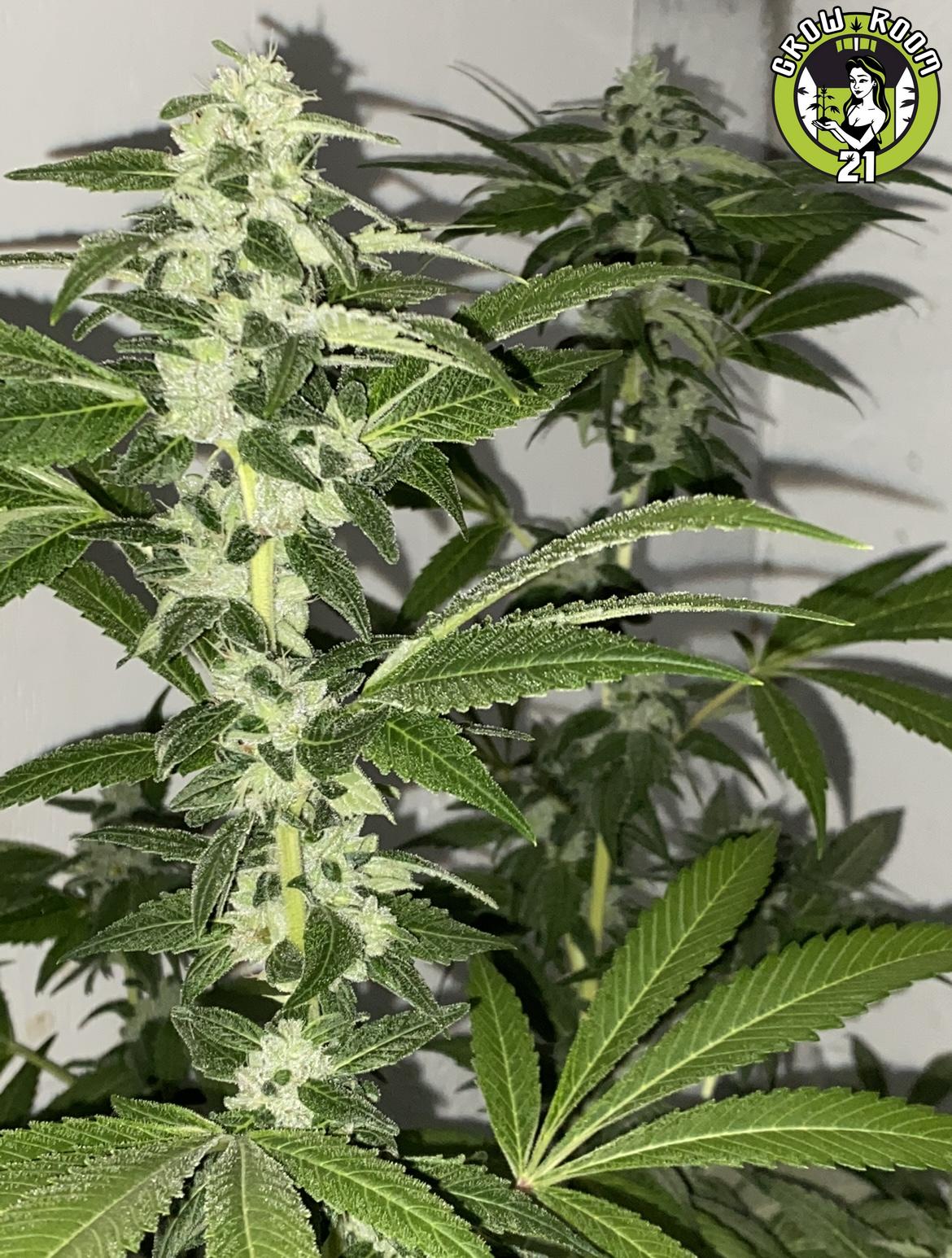Bild von Piff Coast Sour Diesel