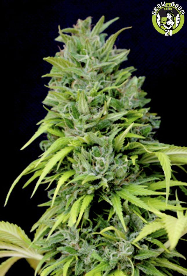 Bild von Public Enemy Auto