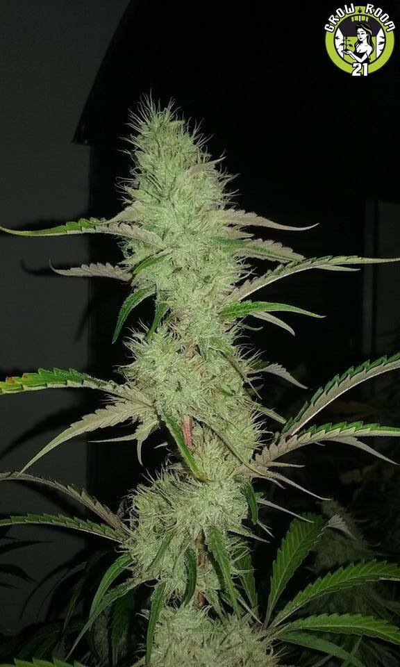 Bild von Quebec CBD 20-1