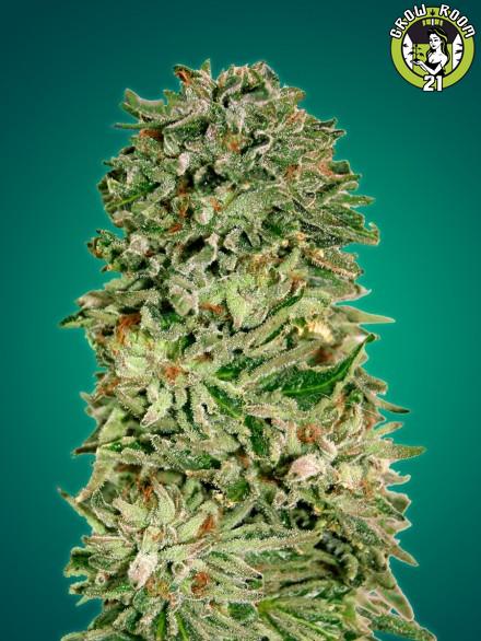 Bild von Shark Widow CBD