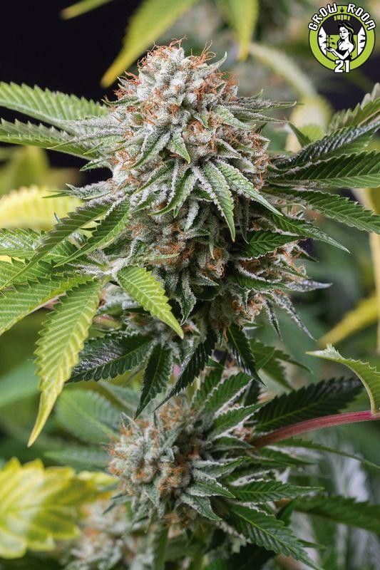 Bild von Mango Sapphire