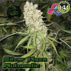 Bild von Silverhaze Autoflowering