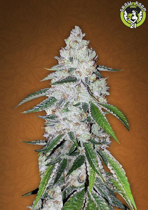 Bild von West Coast O.G.