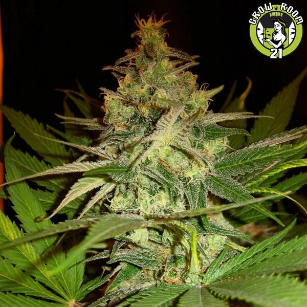 Bild von Masa Critica