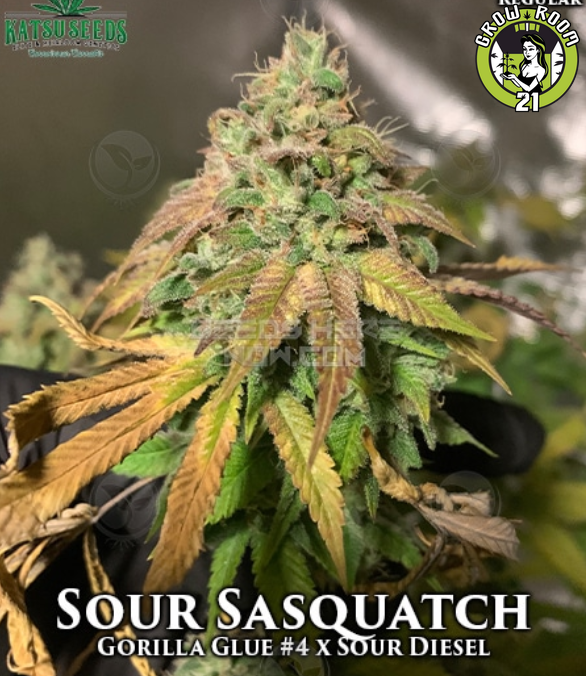 Bild von Sour Sasquatch