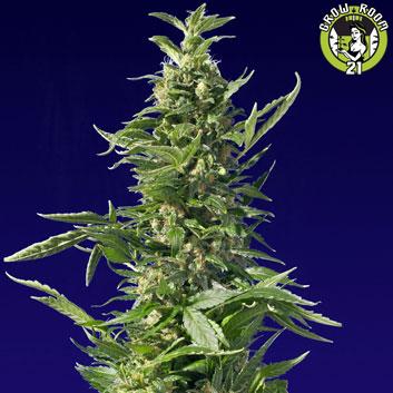 Bild von Spliff Diesel