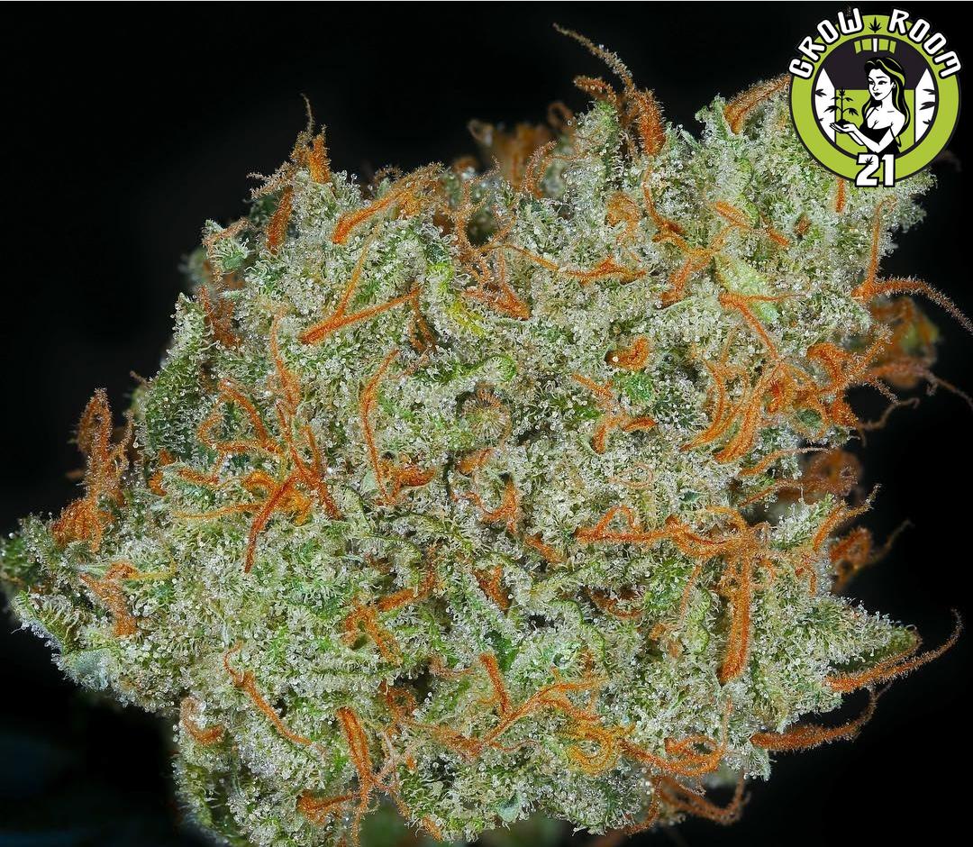 Bild von Supa Durban