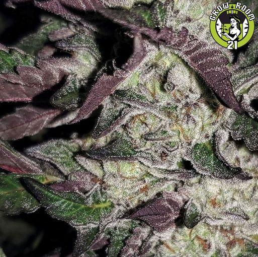 Bild von Mendo Purps x Kush Mints