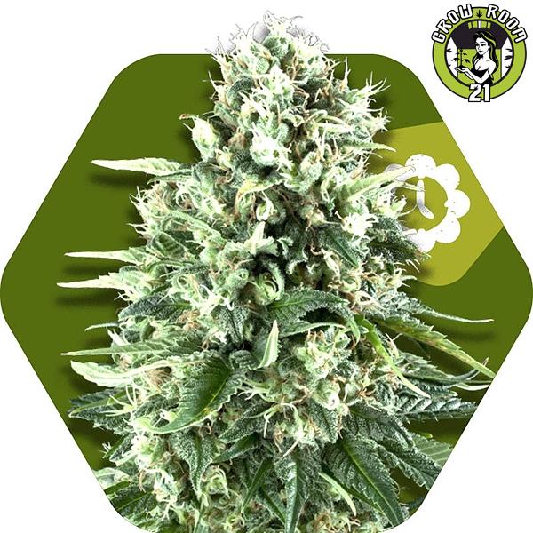 Bild von Super Silver Haze Automatic