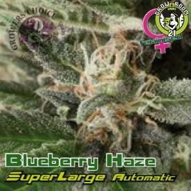 Bild von Superlarge Blueberry Haze Auto