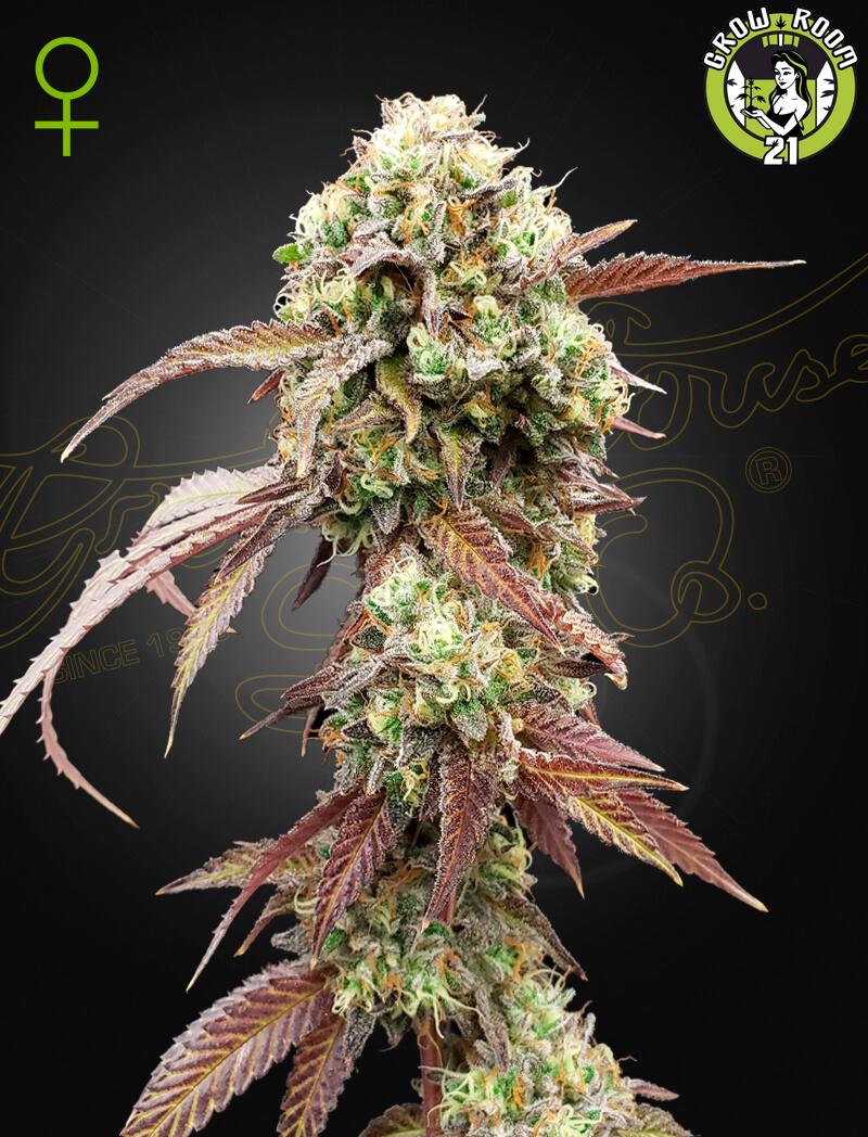 Bild von West Coast OG x Gelato Auto 41