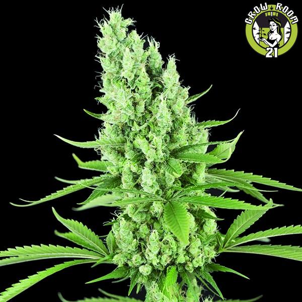 Bild von Amnesia Auto