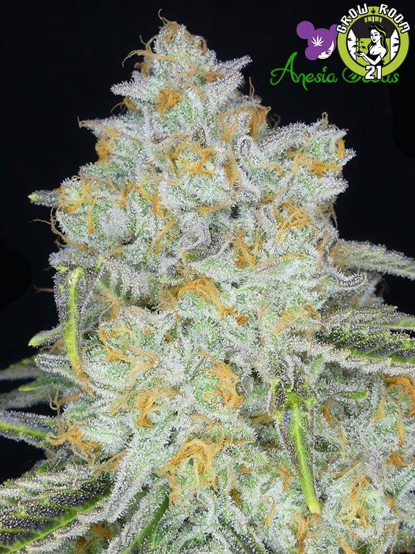 Bild von Amnesia Flash Auto