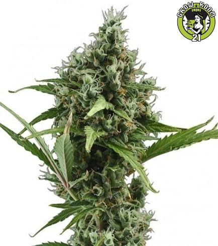 Bild von Amnesia Haze Autoflowering