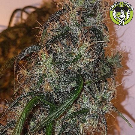 Bild von Australian Dead Head