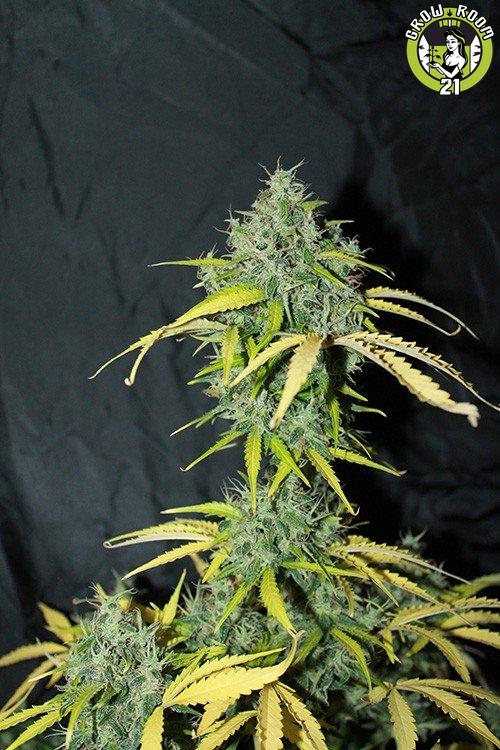 Bild von Auto Amnesia