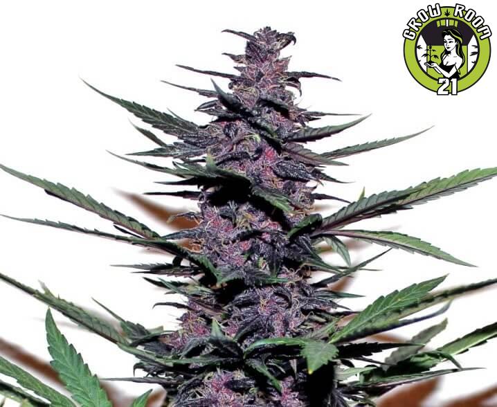 Bild von Auto Purple Kush