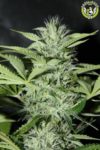 Bild von Auto Sweet Tooth