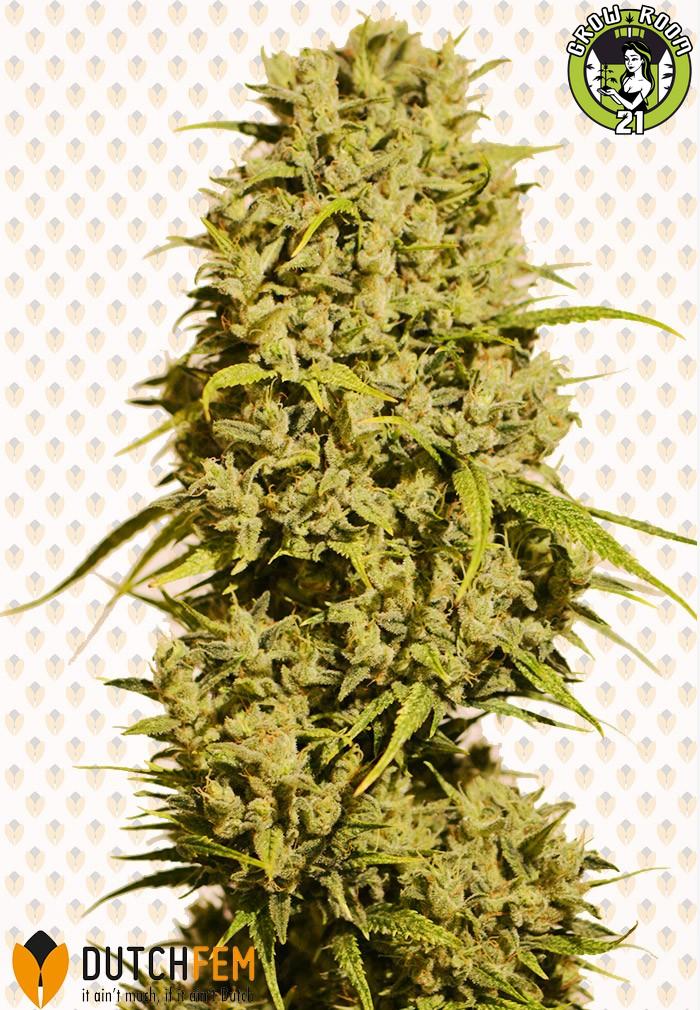 Bild von Bubble Haze