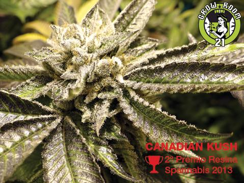Bild von Canadian Kush