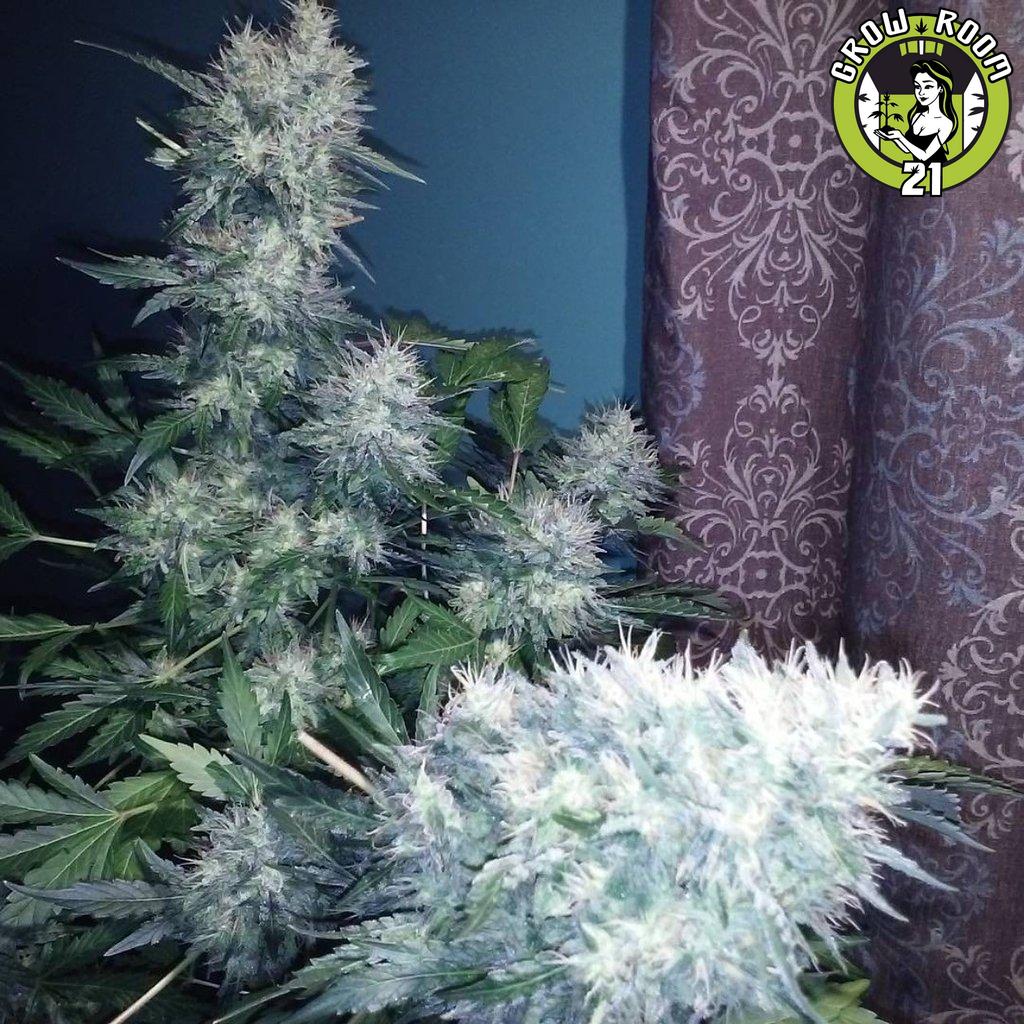 Bild von Chem DD x Star Dawg