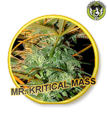 Bild von Mr. Kritical Mass