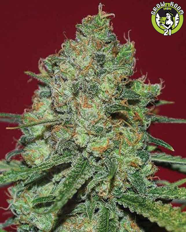 Bild von Clinical White CBD