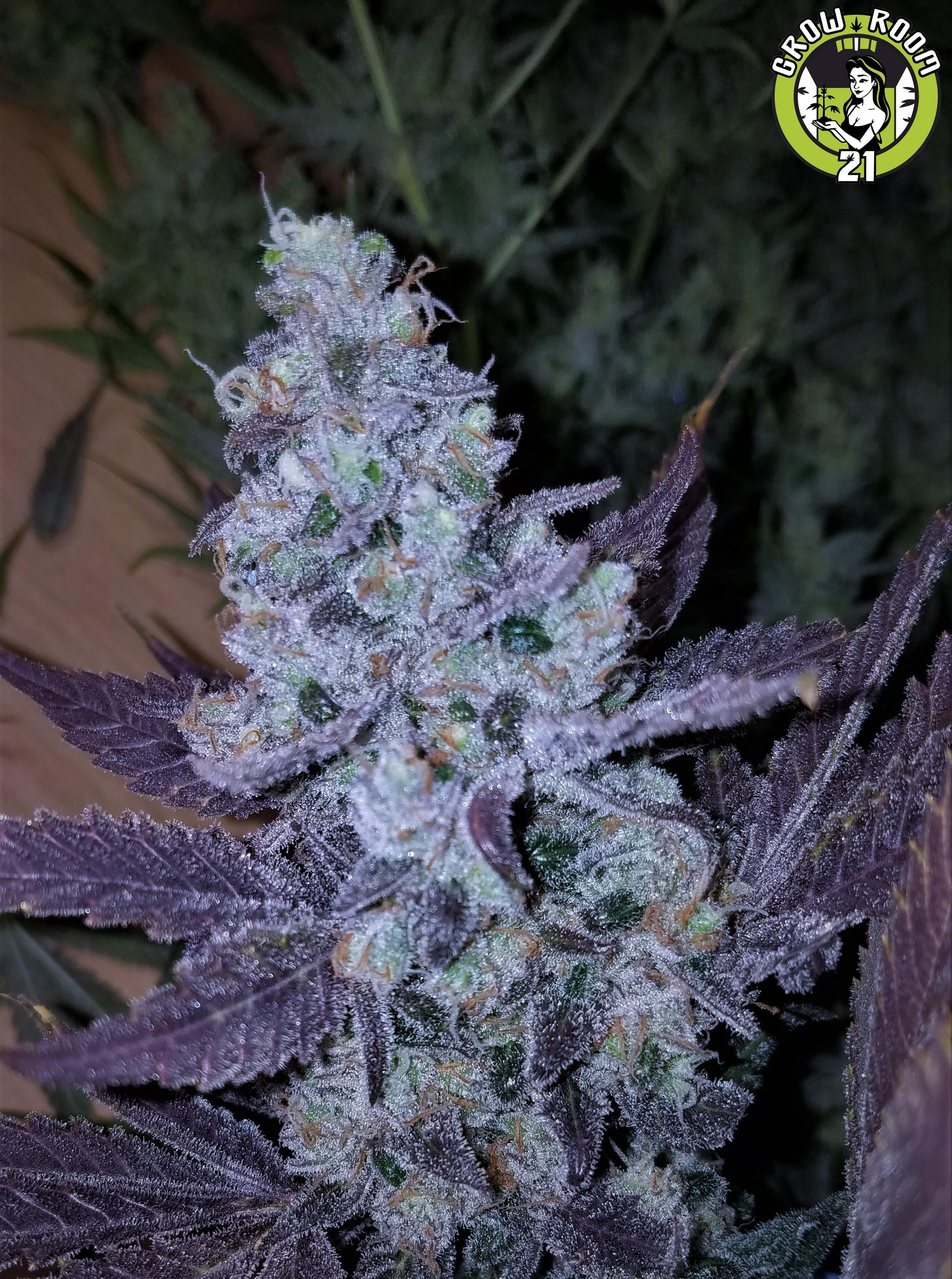 Bild von Finnish Blueberry Pie