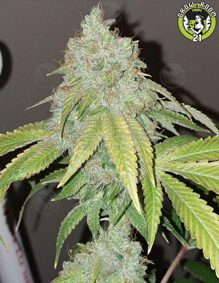Bild von Foo OG Kush