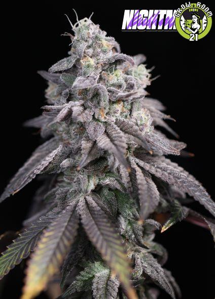 Bild von Nightmare Kushmints