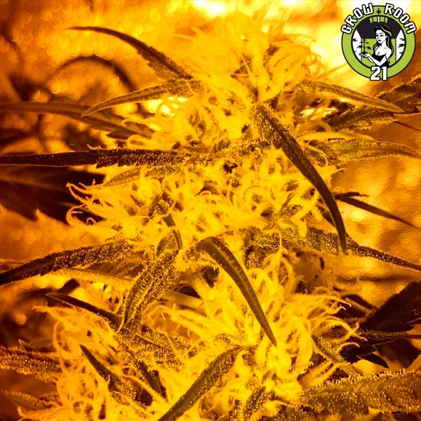 Bild von Lion Haze