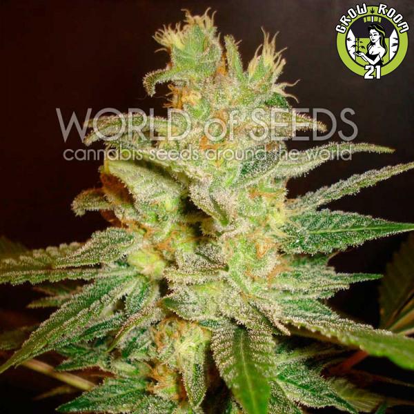 Bild von Northern Light x Big Bud Early Harvest