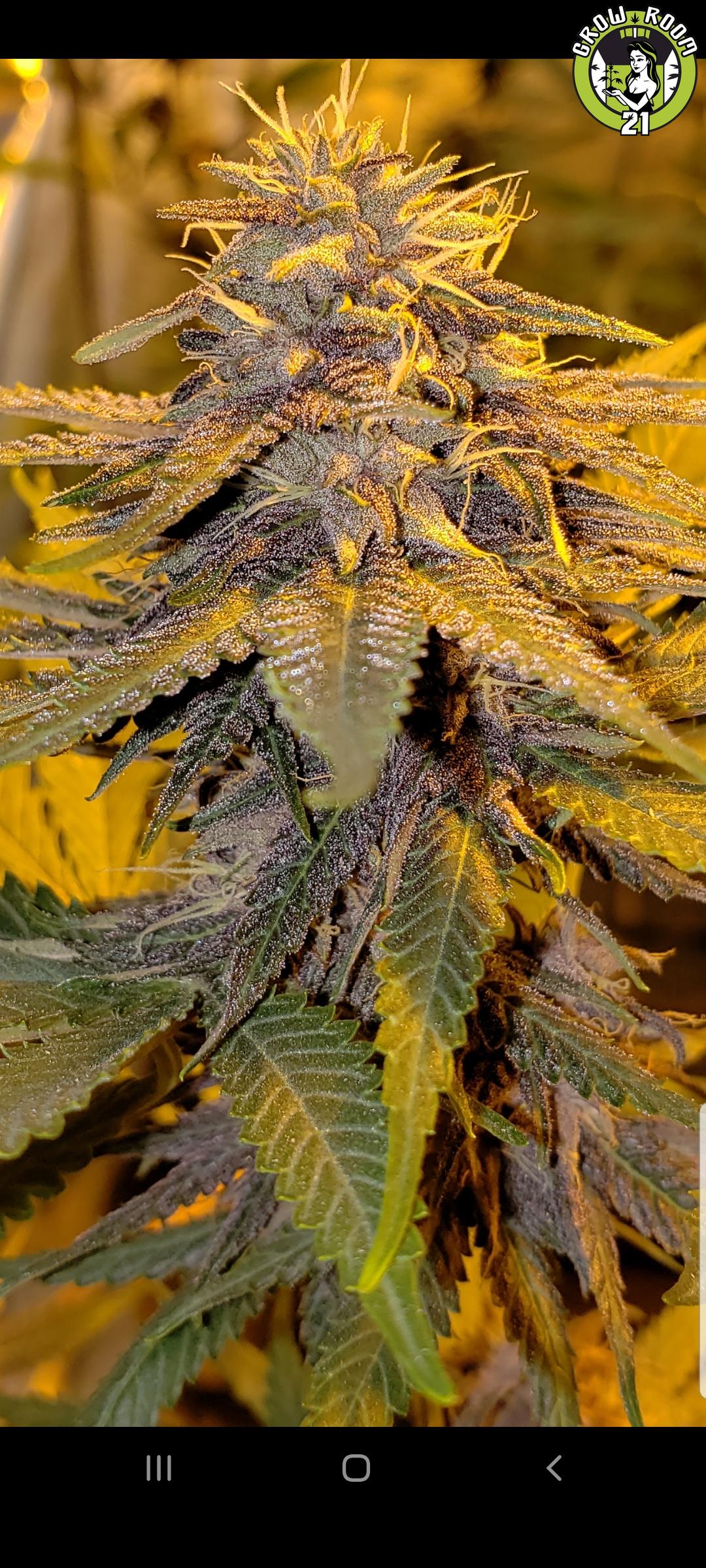 Bild von Super Silver Grape