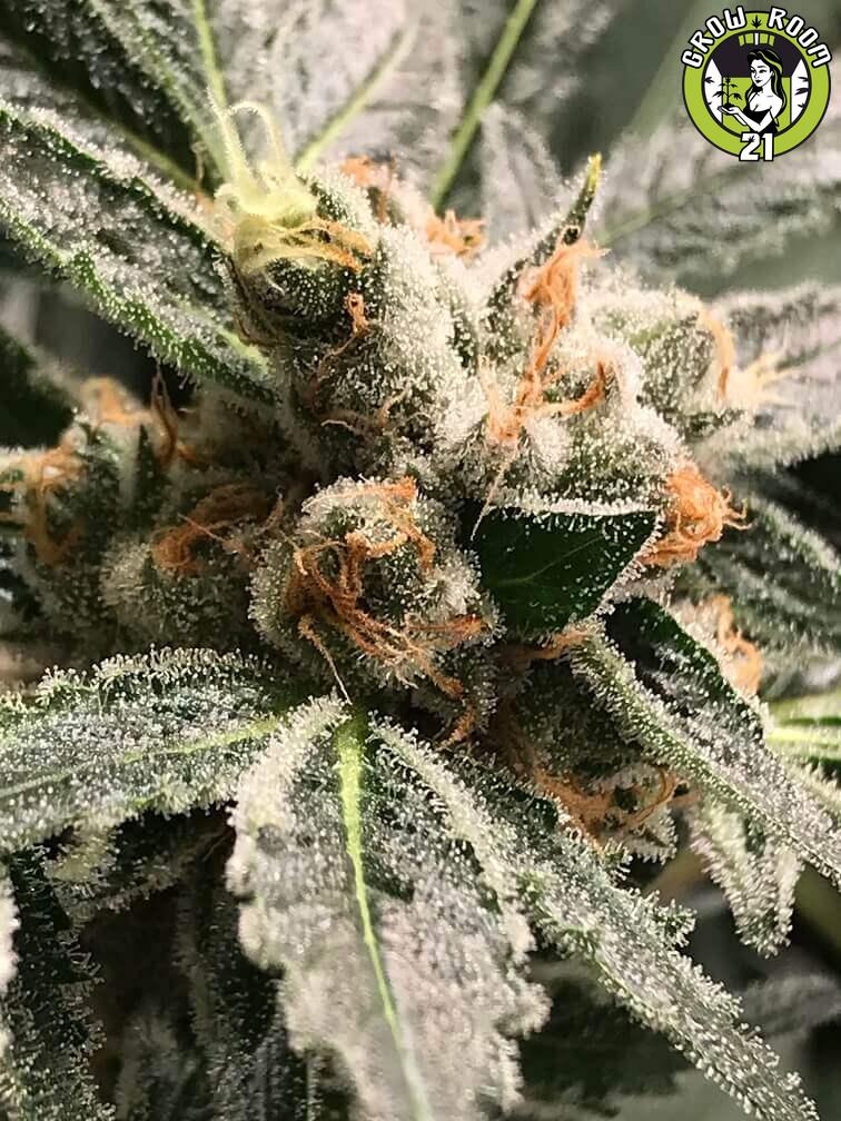 Bild von OG Kush Dark Kush