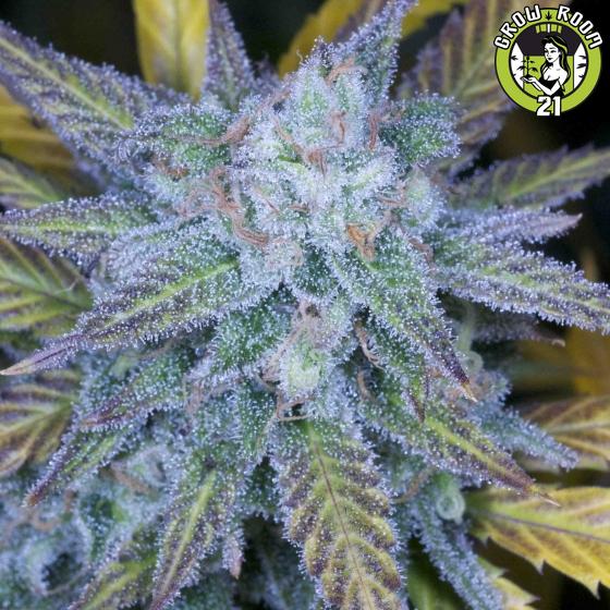 Bild von Lemon Amnesia