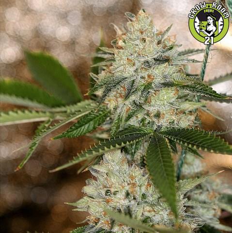 Bild von Nightmare OG