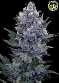 Bild von Northern Lights Automatic