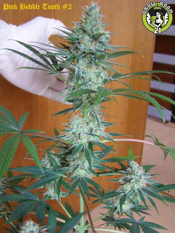 Bild von Pink Bubble Tooth