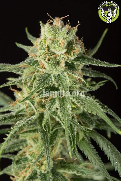 Bild von Pure Amnesia Autoflowering
