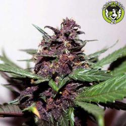 Bild von Swiss Dream Rosé Auto CBD