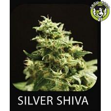Bild von Silver Shiva